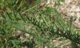 Tanacetum sclerophyllum. Лист. Татарстан, г. Бавлы. 27.05.2012.