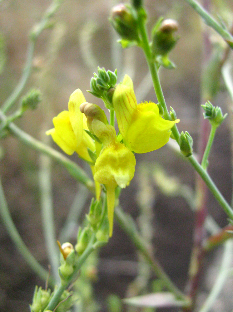 Image of Linaria genistifolia specimen.