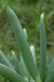Allium altaicum