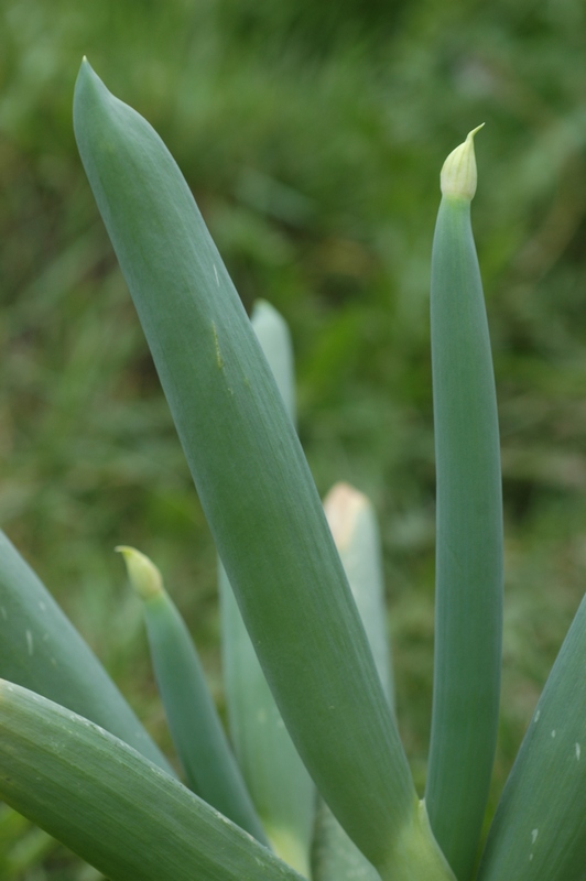 Image of Allium altaicum specimen.