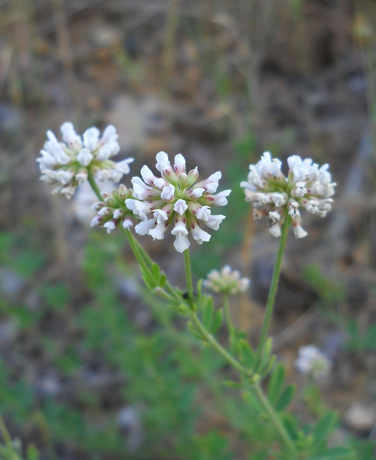 Image of Dorycnium herbaceum specimen.