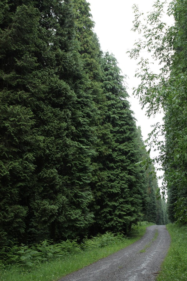 Image of Chamaecyparis lawsoniana specimen.