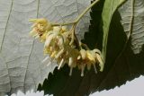 Tilia tomentosa