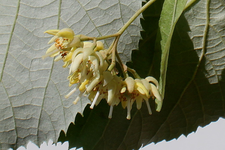 Image of Tilia tomentosa specimen.