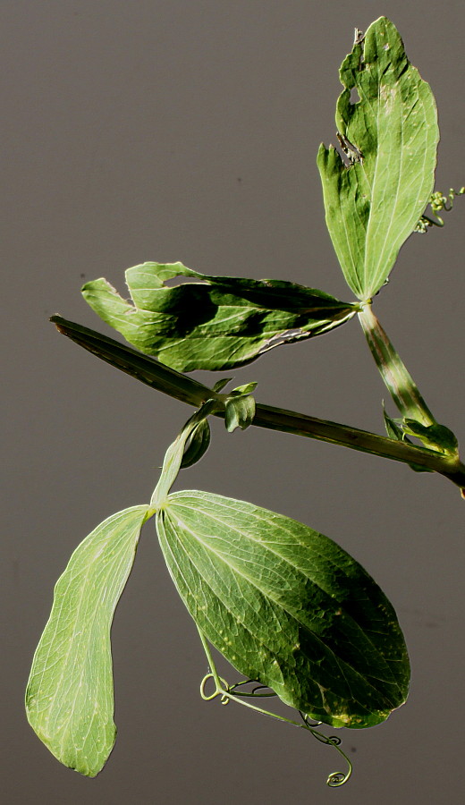 Изображение особи Lathyrus latifolius.