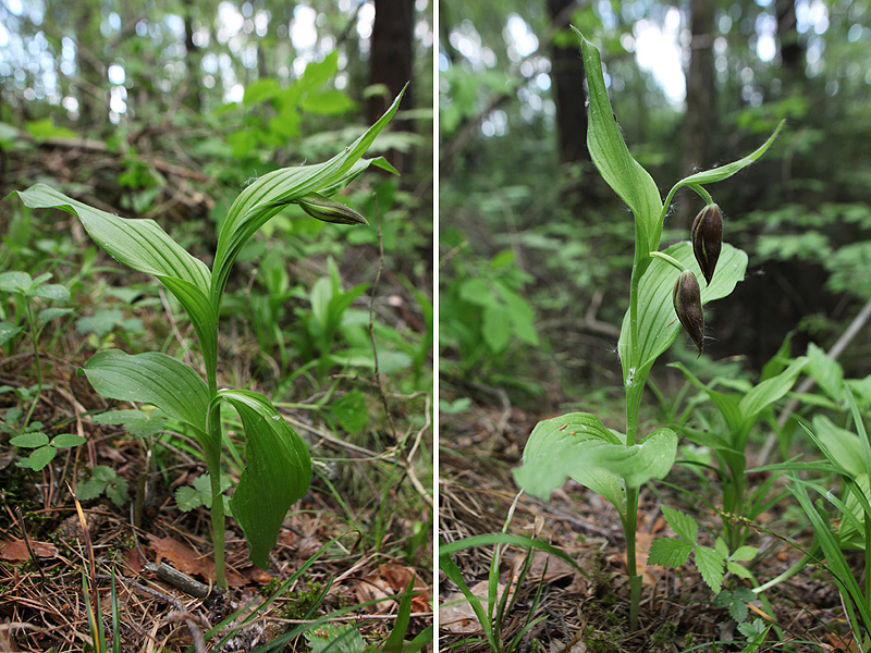 Image of Cypripedium calceolus specimen.