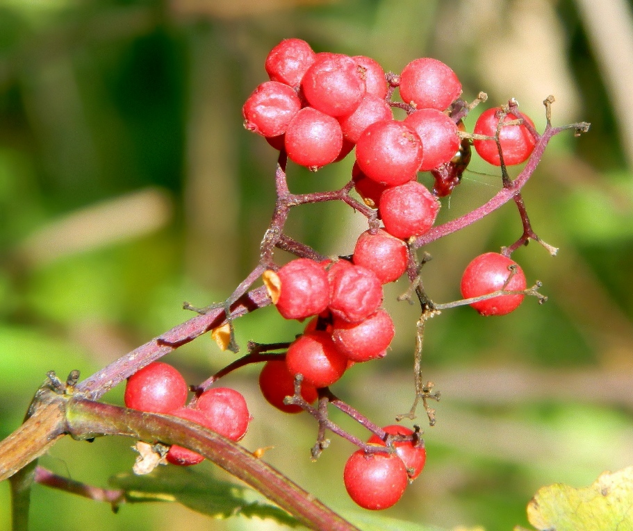 Image of Sambucus racemosa specimen.