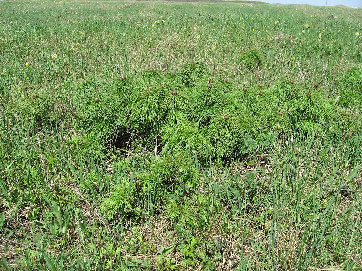 Image of Paeonia tenuifolia specimen.