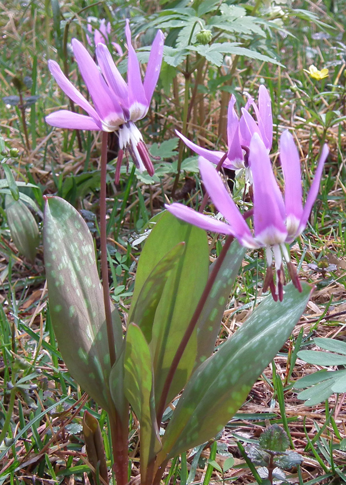 Изображение особи Erythronium sulevii.