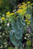 Bupleurum rotundifolium