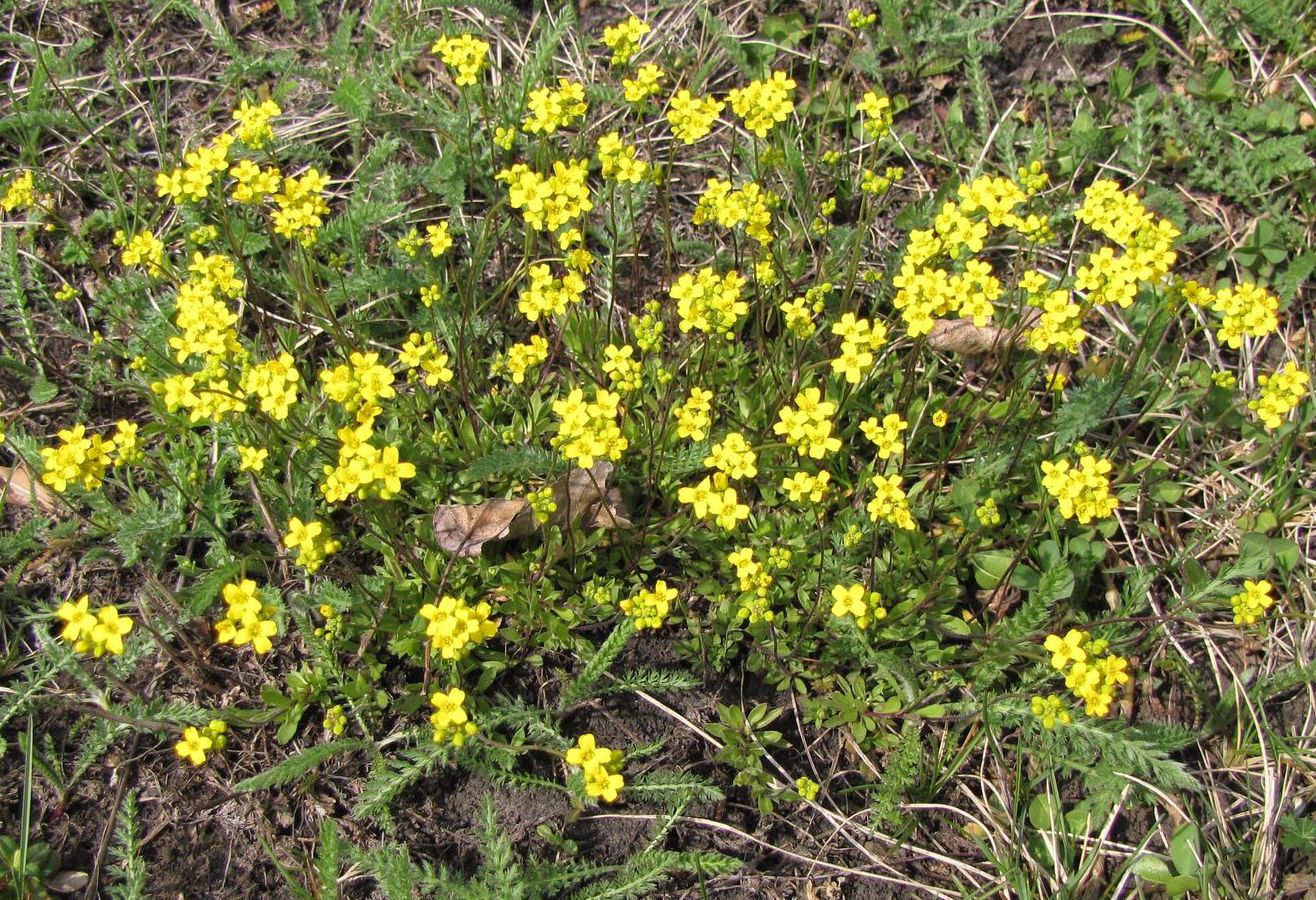 Image of Draba sibirica specimen.