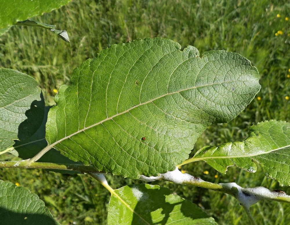 Image of Salix caprea specimen.