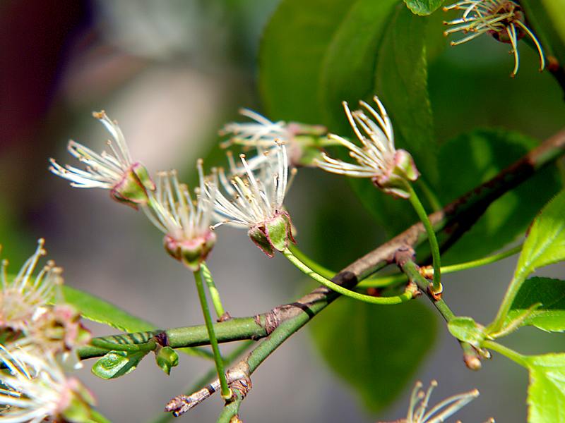 Image of Prunus cerasifera specimen.