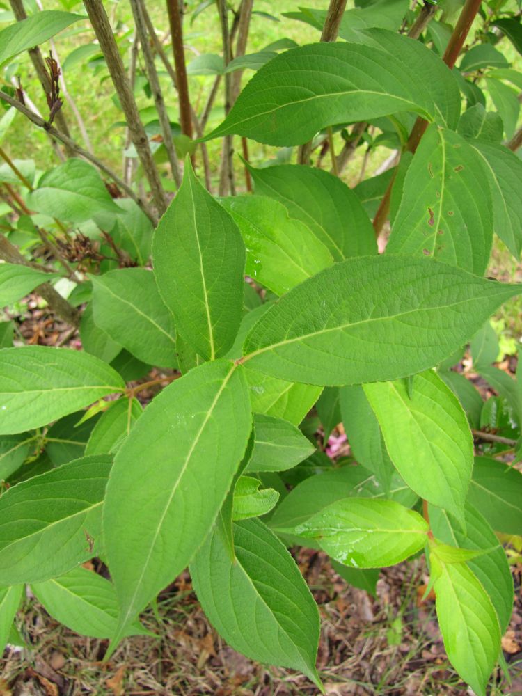 Image of genus Weigela specimen.