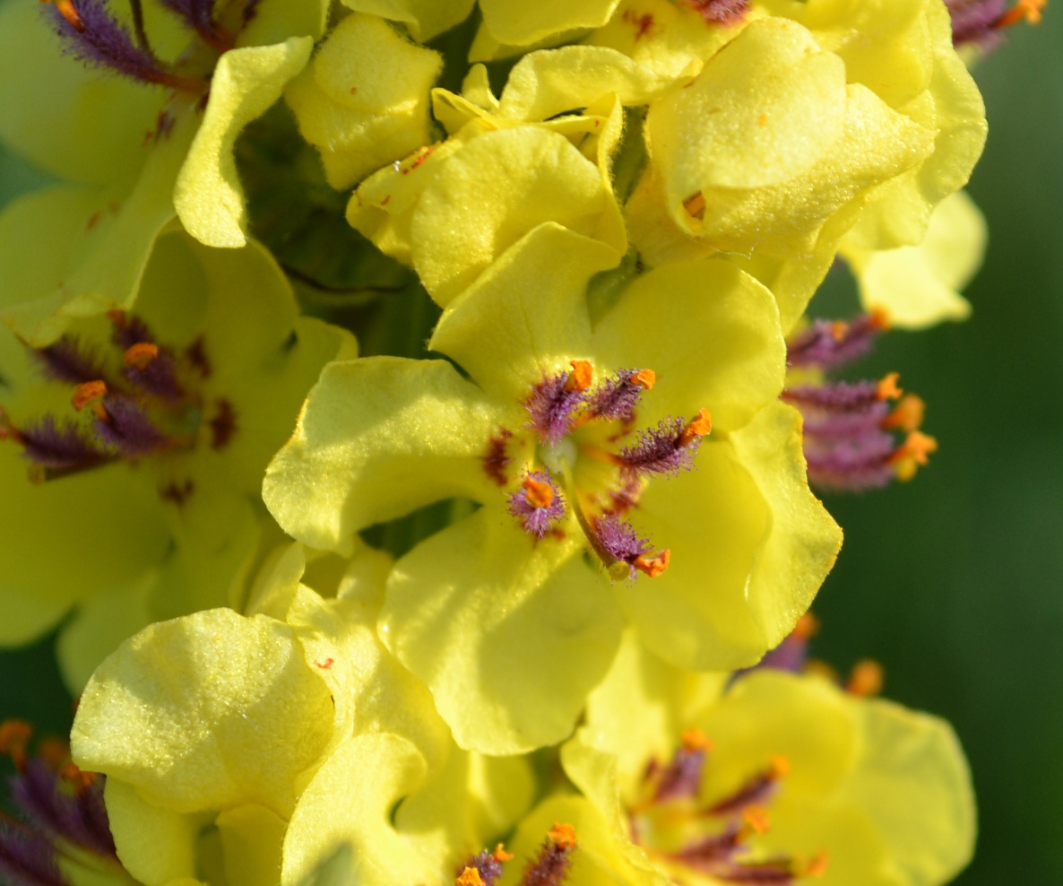 Изображение особи Verbascum nigrum.