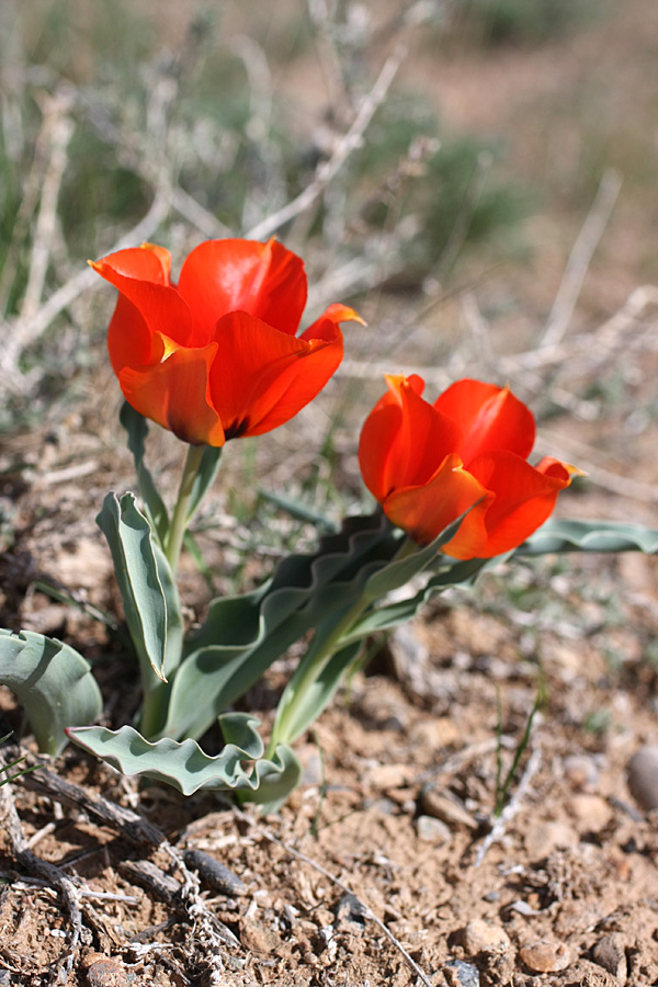 Image of Tulipa borszczowii specimen.