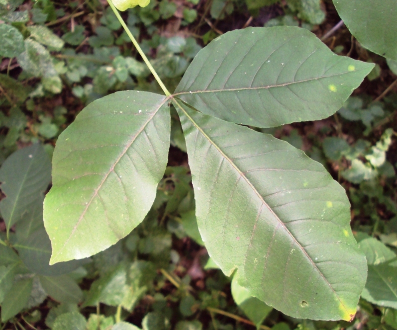 Изображение особи Ptelea trifoliata.