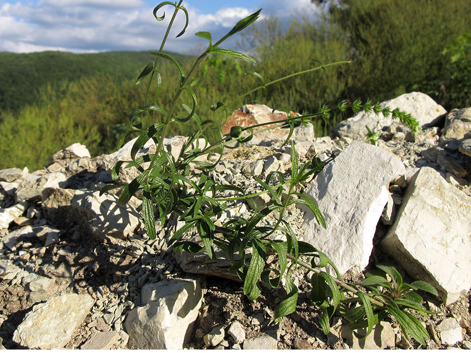 Image of Stachys atherocalyx specimen.