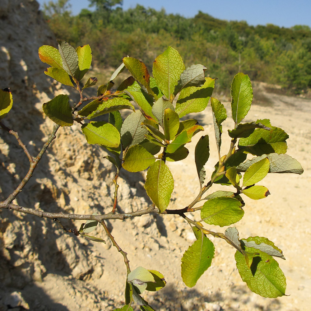 Image of Salix caprea specimen.