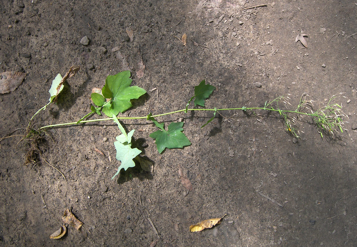 Image of Mycelis muralis specimen.