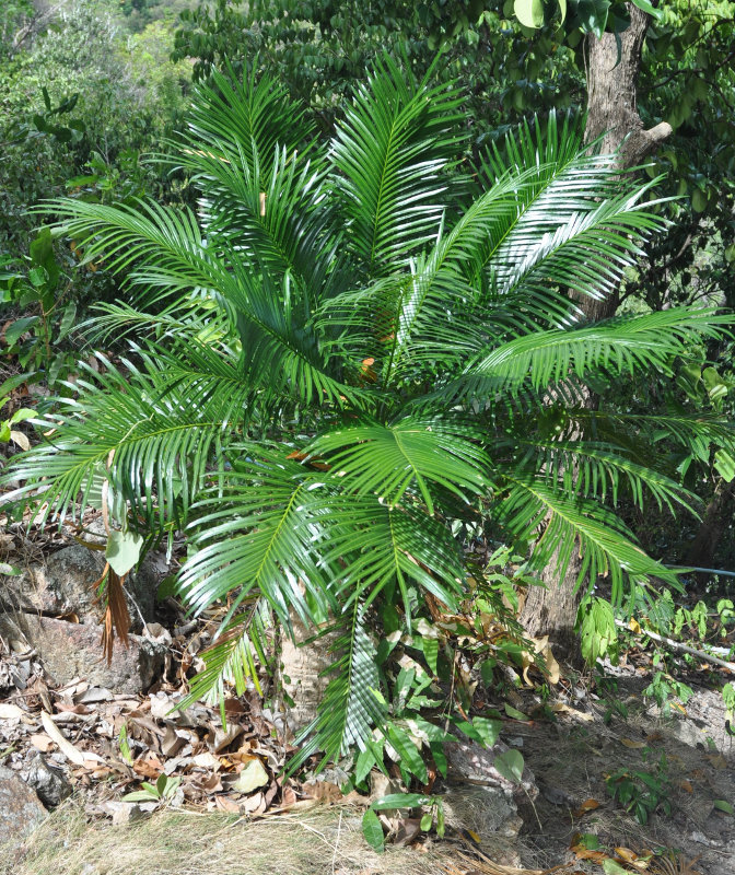 Image of Cycas rumphii specimen.