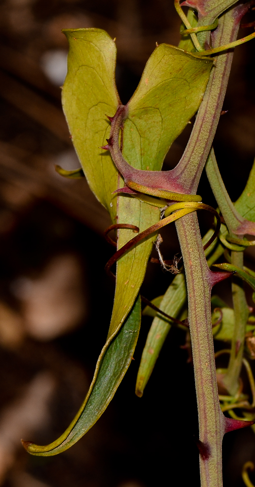 Image of Smilax aspera specimen.