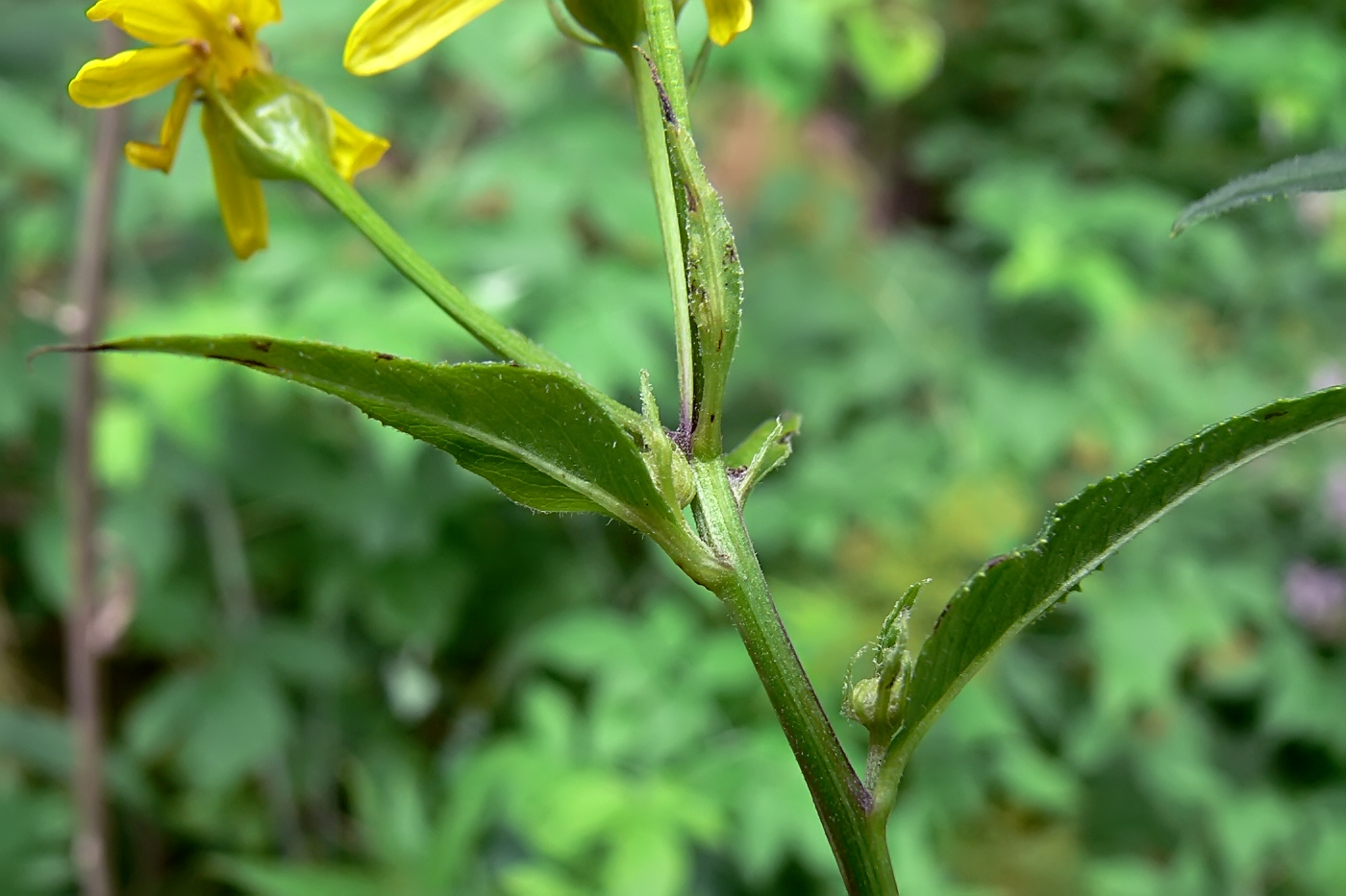 Изображение особи Senecio nemorensis.