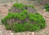 Buxus hildebrandtii. Вегетирующее растение. Сокотра, плато Хомхи. 29.01.2013.