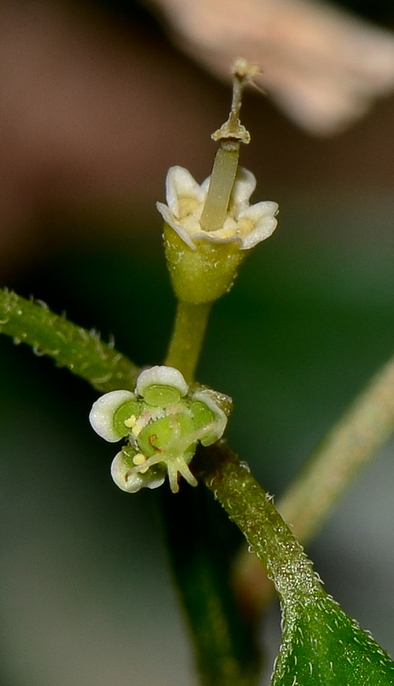 Image of Euphorbia graminea specimen.