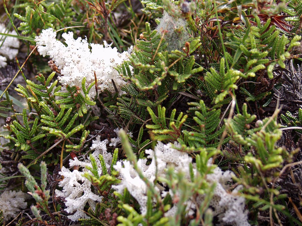 Image of Gleichenia alpina specimen.