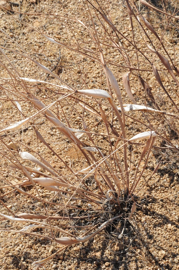 Image of Eriogonum inflatum specimen.