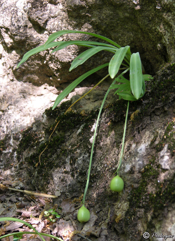 Изображение особи Galanthus plicatus.