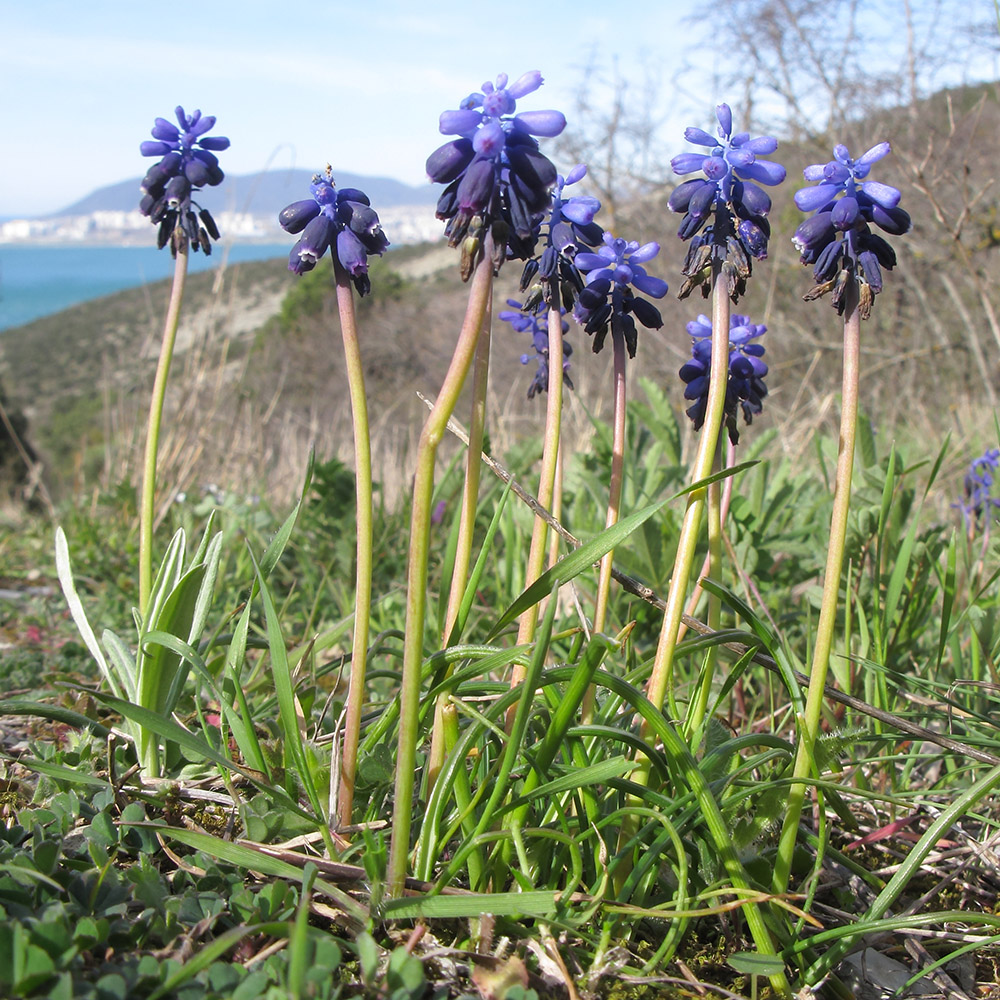 Изображение особи Muscari neglectum.