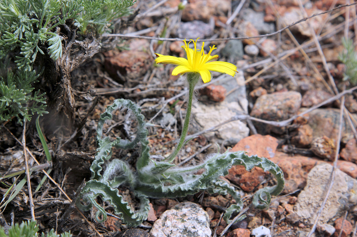 Image of Scorzonera circumflexa specimen.