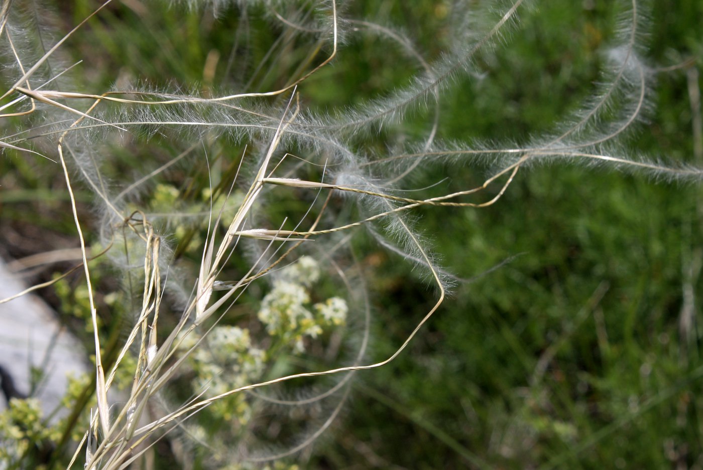 Изображение особи Stipa eriocaulis.