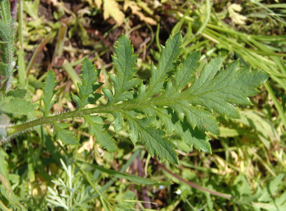 Image of Papaver rhoeas specimen.