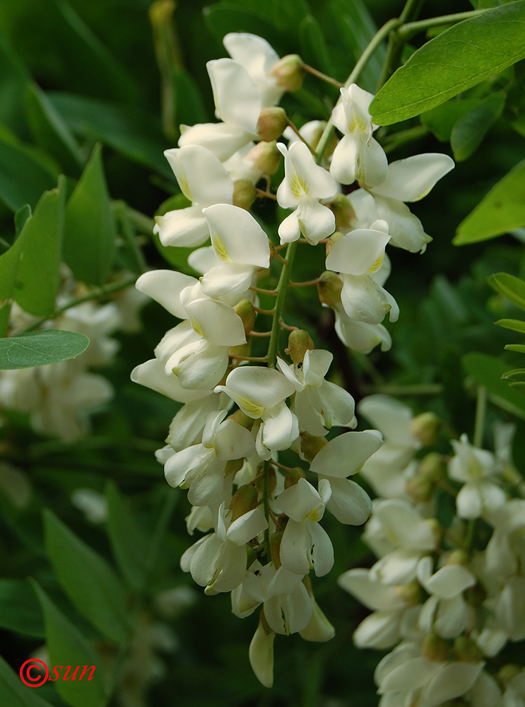 Изображение особи Robinia pseudoacacia.