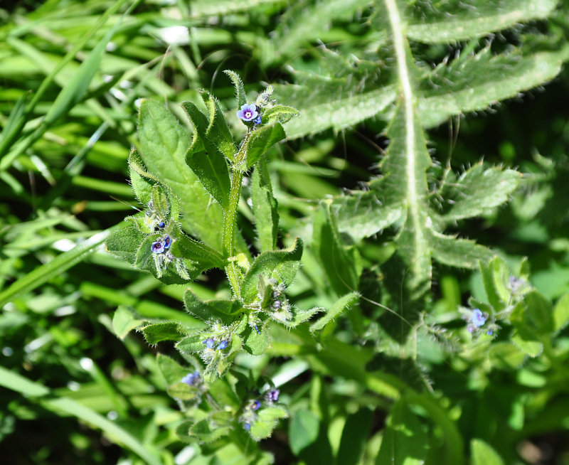 Image of Asperugo procumbens specimen.