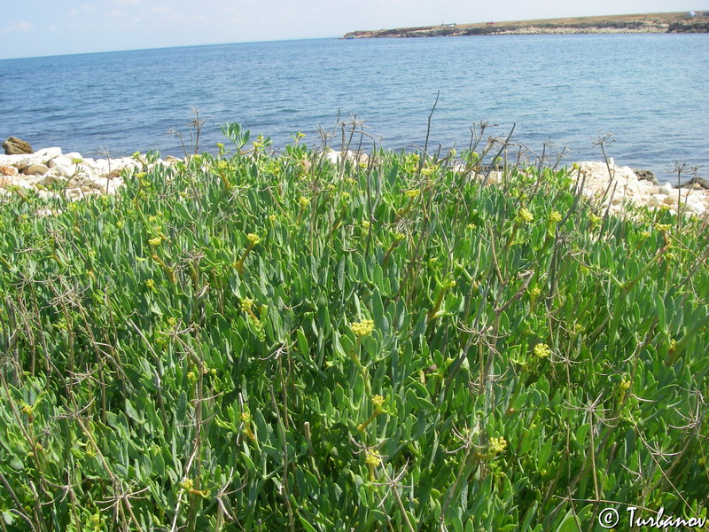 Изображение особи Crithmum maritimum.