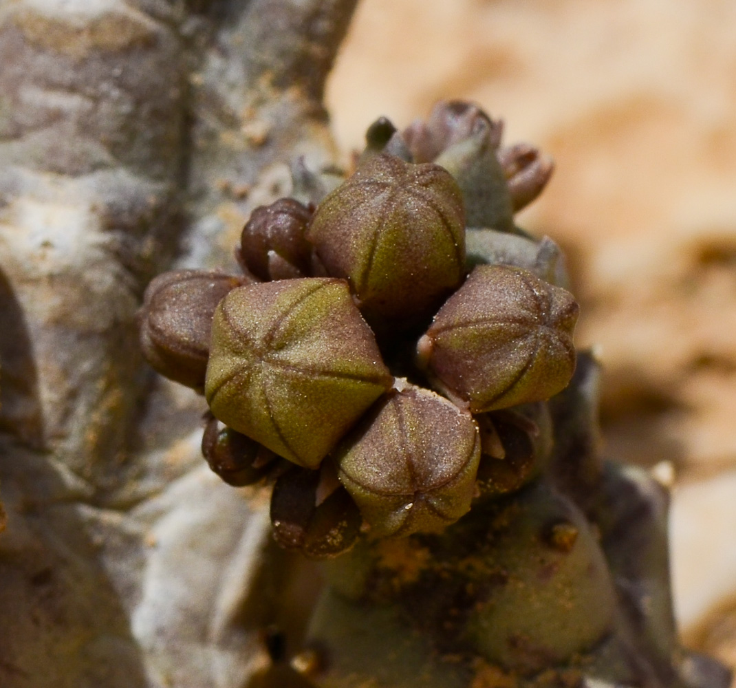 Изображение особи Caralluma europaea.