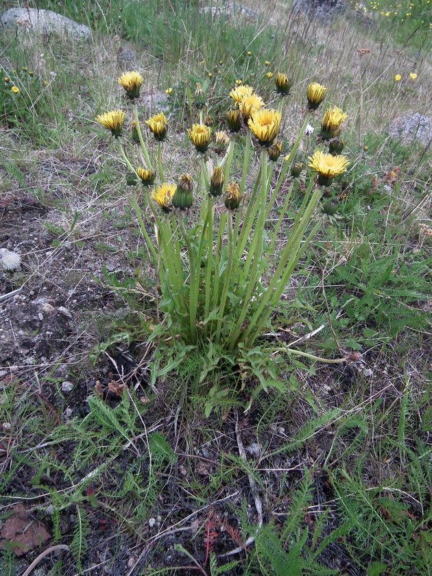 Image of genus Taraxacum specimen.