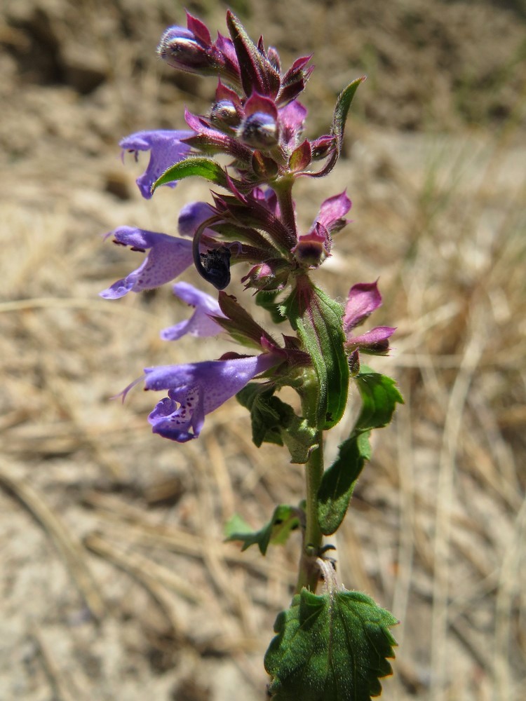 Image of Dracocephalum nutans specimen.