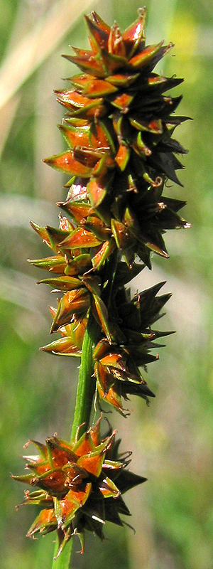 Image of Carex muricata specimen.