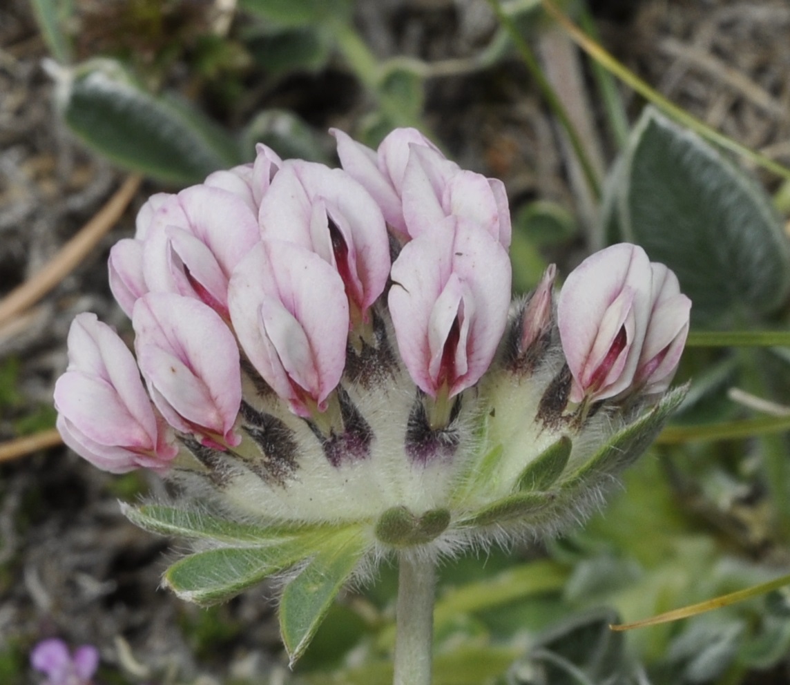 Image of Anthyllis vulneraria ssp. pulchella specimen.