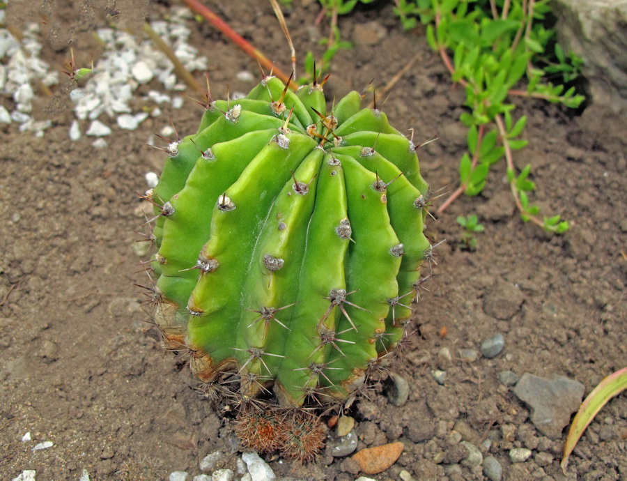 Изображение особи Echinopsis oxygona.