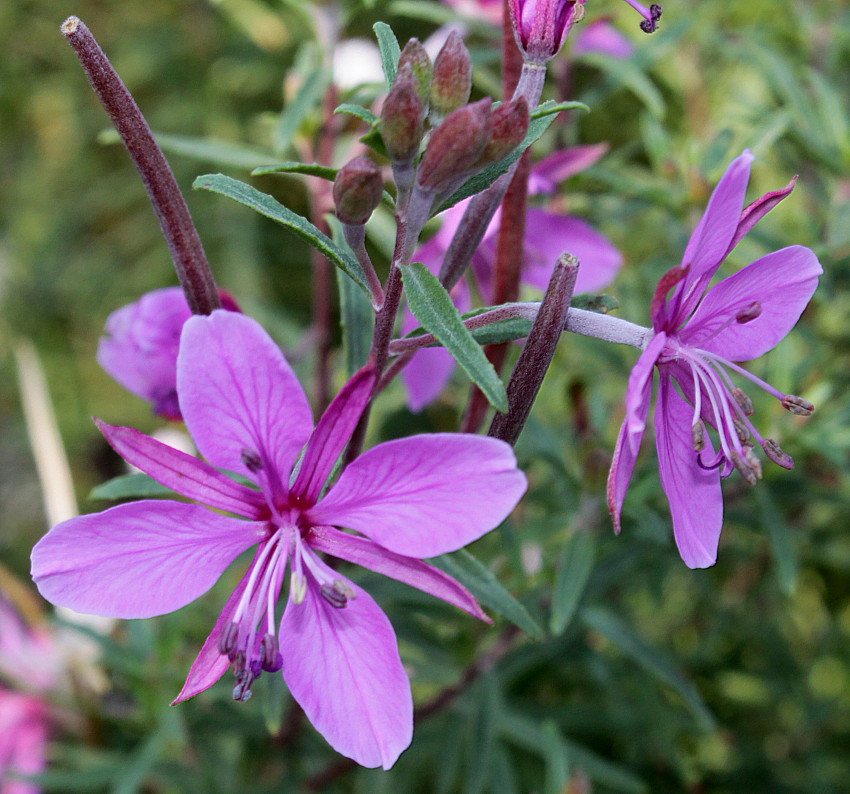 Image of Chamaenerion fleischeri specimen.