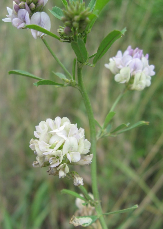 Image of Medicago &times; varia specimen.