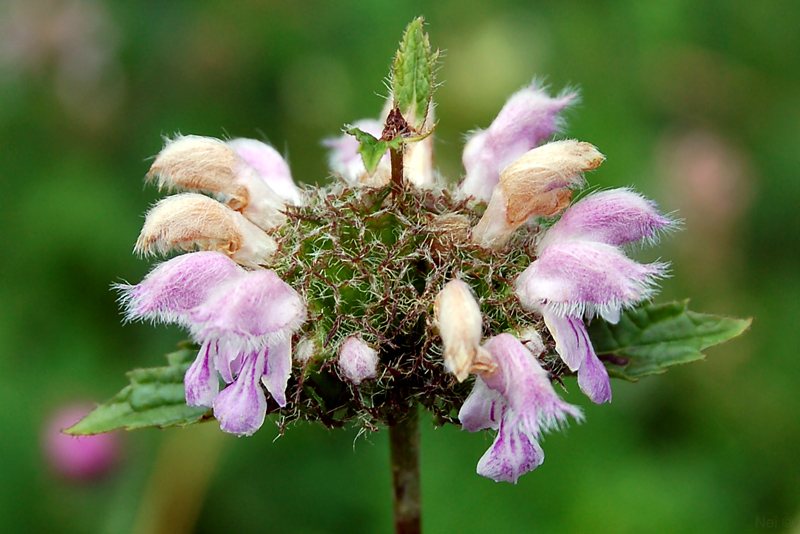 Image of Phlomoides tuberosa specimen.