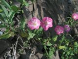 Convolvulus chinensis