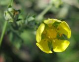 Potentilla argentea